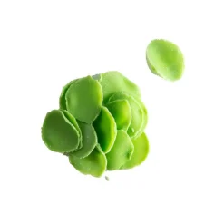 Clearance Dobla Chocoladedecoratie Blaadjes Mini Groen (1kg)
