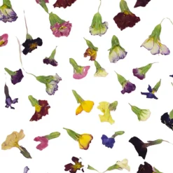 Online Overig Eetbare Gedroogde Primula (50 stuks)