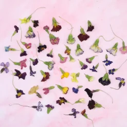 Online Overig Eetbare Gedroogde Primula (50 stuks)