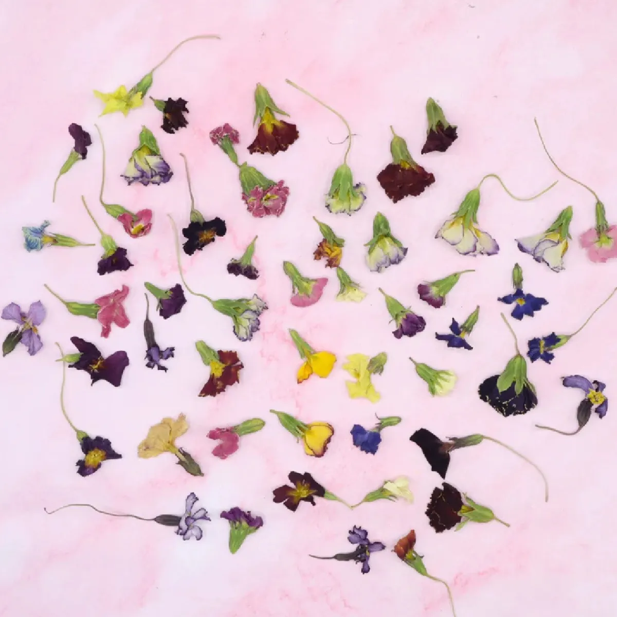 Online Overig Eetbare Gedroogde Primula (50 stuks)