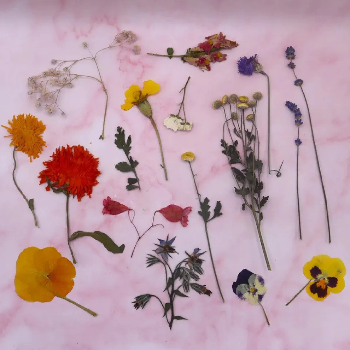 Outlet Overig Eetbare Geperste Bloementuin met Steel (15 stuks)