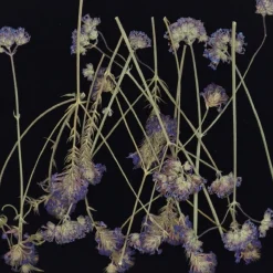 Overig Eetbare Geperste Verbena takjes (15 stuks)