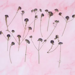 Overig Eetbare Geperste Verbena takjes (15 stuks)