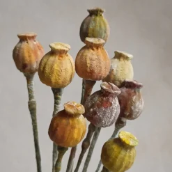 Online Katy Sue Mold Diverse Bloembladeren