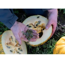 Hot Met Pit Nederlandse Pompoenpitten Geroosterd & Gezouten 150g