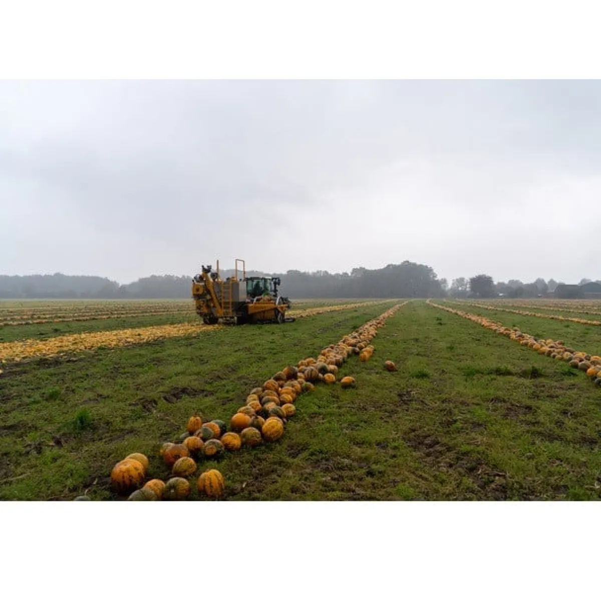 Clearance Met Pit Nederlandse Pompoenpitten Naturel 250g