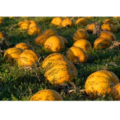 Hot Met Pit Nederlandse Pompoenpitten Honing 150g