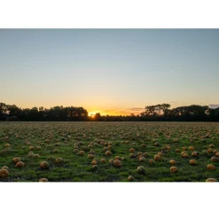 Hot Met Pit Nederlandse Pompoenpitten Honing 150g
