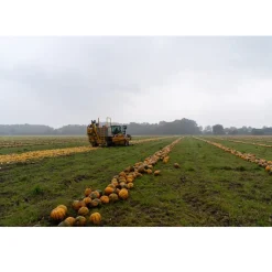 Hot Met Pit Nederlandse Pompoenpitten Honing 150g