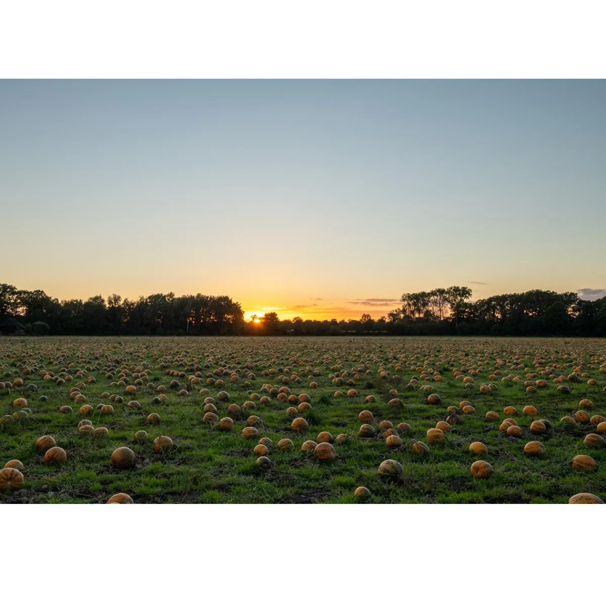 New Met Pit Nederlandse Pompoenpitten Caramel Zeezout 150g